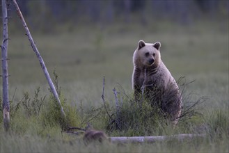 Brown bear (Ursus arctos) in the Finnish taiga, Kuusamo, Finland, Europe