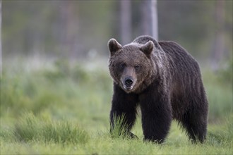 Brown bear (Ursus arctos) in the Finnish taiga, Kuusamo, Finland, Europe