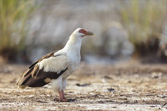 Palm Vulture, (Gypohierax angolnesis), Tujereng area, Tujereng, South Bank, Gambia, Africa