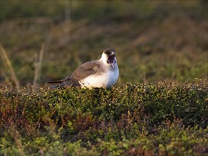 Arctic Skua (Stercorarius parasiticus), adult standing in tundra vegetation at midnight, yawning,