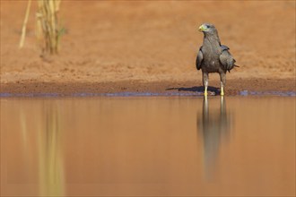 Black Kite, (Milvus aegyptius), Morgan Kunda lodge / road to Kat, Jajari, North Bank, Gambia,