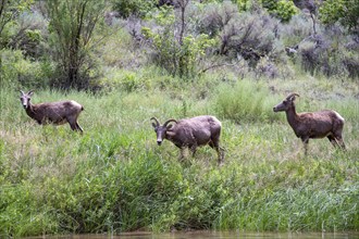 Dinosaur, Colorado, Bighorn sheep along the Green River in Dinosaur National Monument