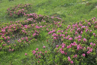 Flowering Rusty-leaved alpenrose perennials, Rhododendron ferrugineum, Swiss Alps