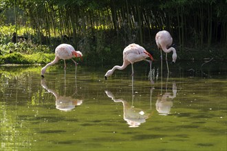 Flamingos (Phoenicopteridae) standing in a pond, reflection, Captive, North Rhine-Westphalia,