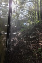 A train crosses a shady forest, illuminated by rays of sunlight shining through the leaves, Rügen,