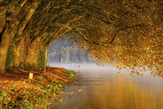 Autumn colours on the Platanen Allee, Hardenberg Ufer, lakeside path on Lake Baldeney, near Haus