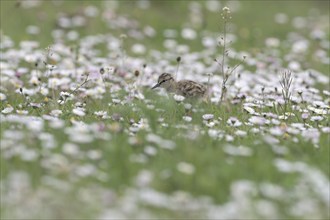 Common redshank (Tringa totanus), chicks in a flower meadow, Lower Rhine, North Rhine-Westphalia,