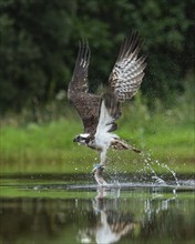 Western osprey (Pandion haliaetus) hunting with a trout, Aviemore, Scotland, Great Britain