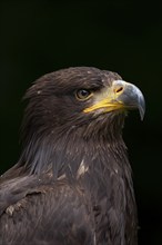 White tailed eagle (Haliaeetus albicilla) juvenile bird head portrait, England, United Kingdom,