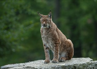 Eurasian lynx (Lynx lynx) sitting on a rock and looking attentively, captive, Germany, Europe