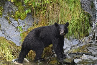 American Black Bear (Ursus americanus) climbing over rocks along the edge of the forest,