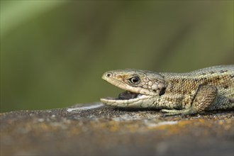 Common lizard (Zootoca vivipara) adult reptile with its mouth open on a wooden sleeper, England,