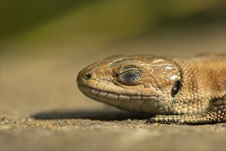 Common lizard (Zootoca vivipara) adult reptile sleeping on a wooden sleeper, England, United