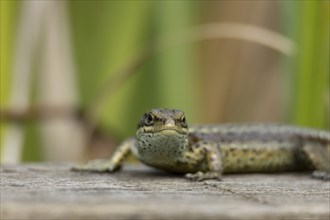 Common lizard (Zootoca vivipara) adult reptile basking on a wooden sleeper, England, United