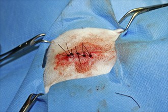 Vet, castration of a dog, male dog, suturing the wound after the operation