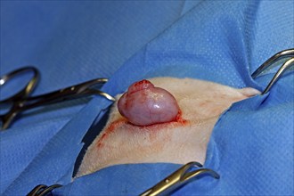 Vet, castration of a dog, male dog, highlighting of the testicles