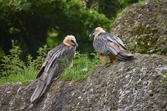 Two bearded vultures (Gypaetus barbatus), sitting on a rocky background and interacting with each