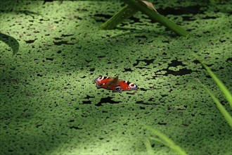 Peacock butterfly (Inachis io), September, Mecklenburg-Western Pomerania, Germany, Europe