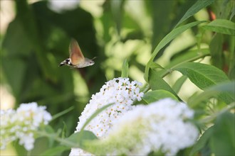 Dove tail (Macroglossum stellatarum), September, Saxony, Germany, Europe