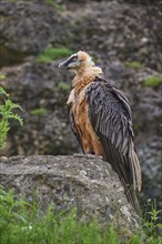 A bearded vulture (Gypaetus barbatus), sitting on a rock and attentively observing its