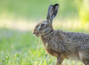 European hare (Lepus europaeus) standing on a dirt track and looking attentively, wildlife,