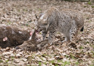 Lynx (Lynx lynx) feeding on red deer (Cervus elaphus) prey, Germany, Europe