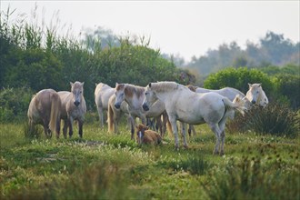 Herd of white Camargue horses with foals grazing on a green pasture in a quiet and natural