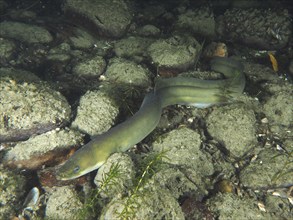 Long European eel (Anguilla anguilla) wriggling through rocks in a natural underwater environment.