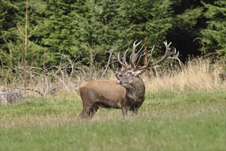 Red deer (Cervus elaphus) during the rutting season, a large stag roaring in a forest clearing,