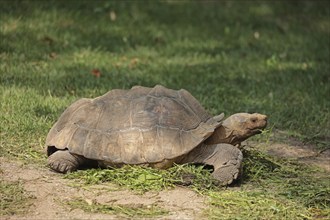 Spur-thighed tortoise (Centrochelys sulcata)