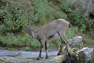 Capricorn (Capra ibex)