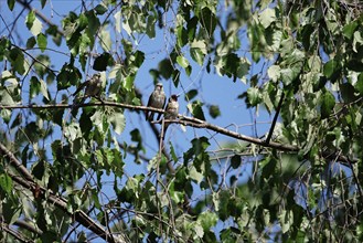 Young goldfinches, September, Saxony, Germany, Europe