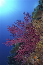 Red corals, Violescent sea-whip (Paramuricea clavata), stretch out under the shiny blue water. Dive