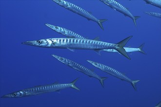 A small shoal of barracudas (Sphyraena sphyraena) swims in the ocean. Dive site Giens Peninsula,