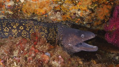 Mediterranean moray eel (Muraena helena) hiding in the colourful reef. Dive site Giens Peninsula,