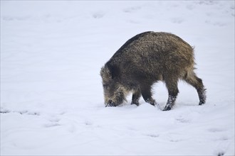 Wild boar (Sus scrofa) in winter, snow, Bavaria, Germany, Europe