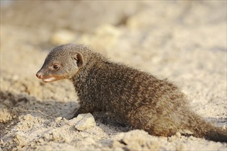 Banded mongoose (Mungos mungo), juvenile, captive, occurrence in Africa