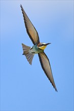 European bee-eater (Merops apiaster) flying in the sky, Spain, Europe