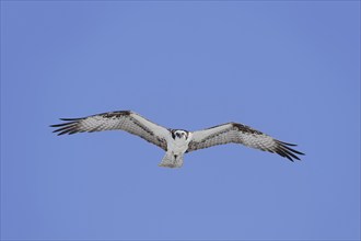 Western osprey (Pandion haliaetus) in flight, Everglades National Park, Florida, USA, North America