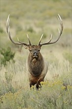 Wapiti (Cervus canadensis, Cervus elaphus canadensis), male, Yellowstone National Park, Wyoming,