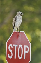 Red-shouldered Hawk (Buteo lineatus), immature, sitting on a stop sign, Everglades National Park,