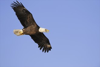 Bald eagle (Haliaeetus leucocephalus) flying, Everglades National Park, Florida, USA, North America