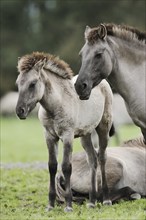 Dülmener Wildpferd, mare with foal, Merfelder Bruch, Dülmen, North Rhine-Westphalia, Germany,