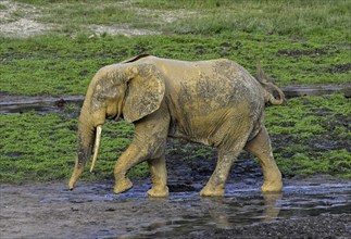 African forest elephants (Loxodonta cyclotis) in the Dzanga Bai forest clearing, Dzanga-Ndoki