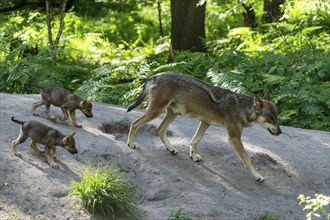 A wolf family walks along a path in the forest, surrounded by green foliage, European grey gray