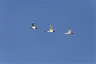 Mute swans (Cygnus olor) in flight, blue sky, North Rhine-Westphalia, Germany, Europe