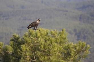 Iberian Eagle (Aquila adalberti), Spanish imperial eagle, Extremadura, Castilla La Mancha, Spain,