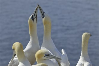 Northern gannet (Morus bassanus) pair greeting each other, Heligoland, Lower Saxony, Germany,