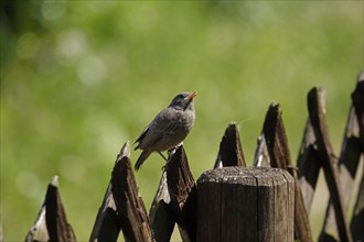 Redstart, May, Baden-Württemberg, Germany, Europe