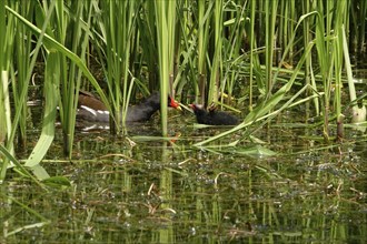 Common moorhen (Gallinula chloropus), May, Germany, Europe